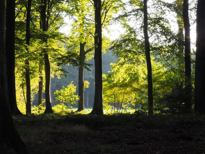 Vagevuurbos en Lippensgoed-Bulskampveld (België)